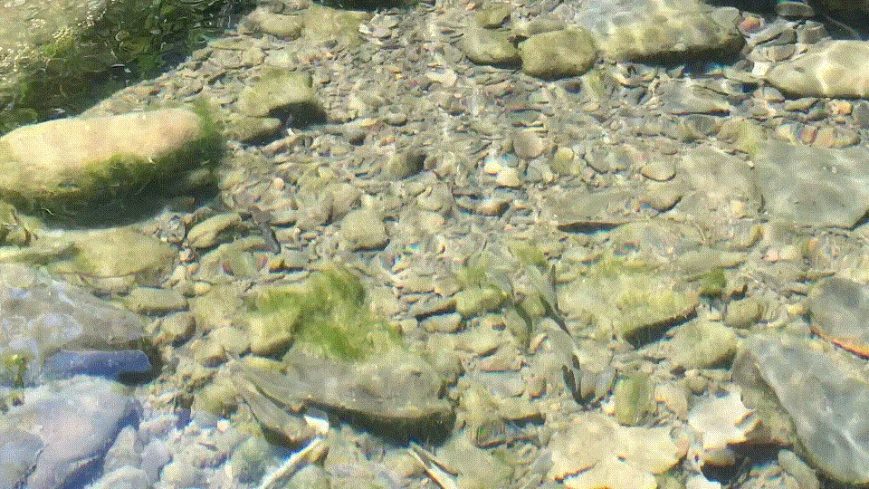 溪水清澈，肉眼便可見魚群。