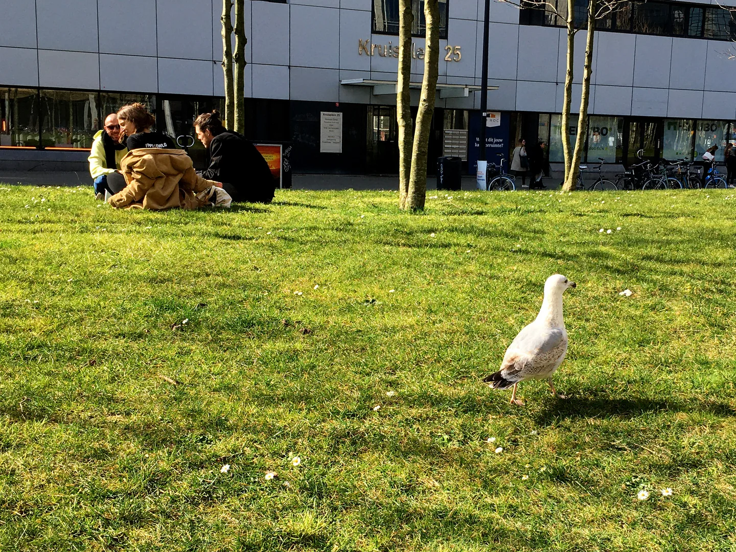這隻看起來是亞成鳥？（攝於Rotterdam街頭）