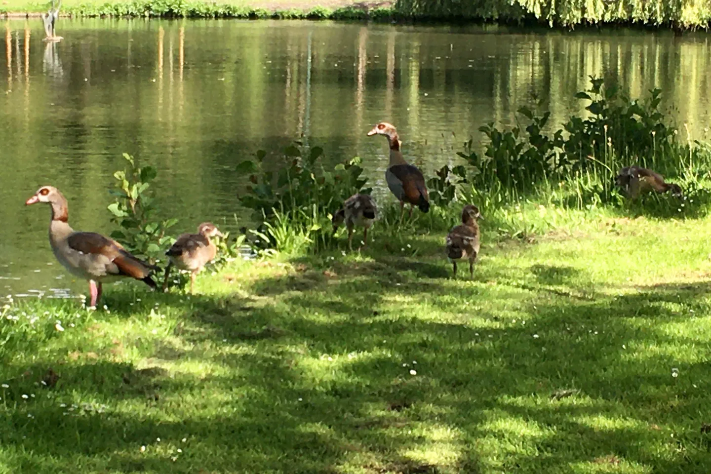 鏡頭拉近到極限導致像油畫一樣糊（攝於Breda公園）