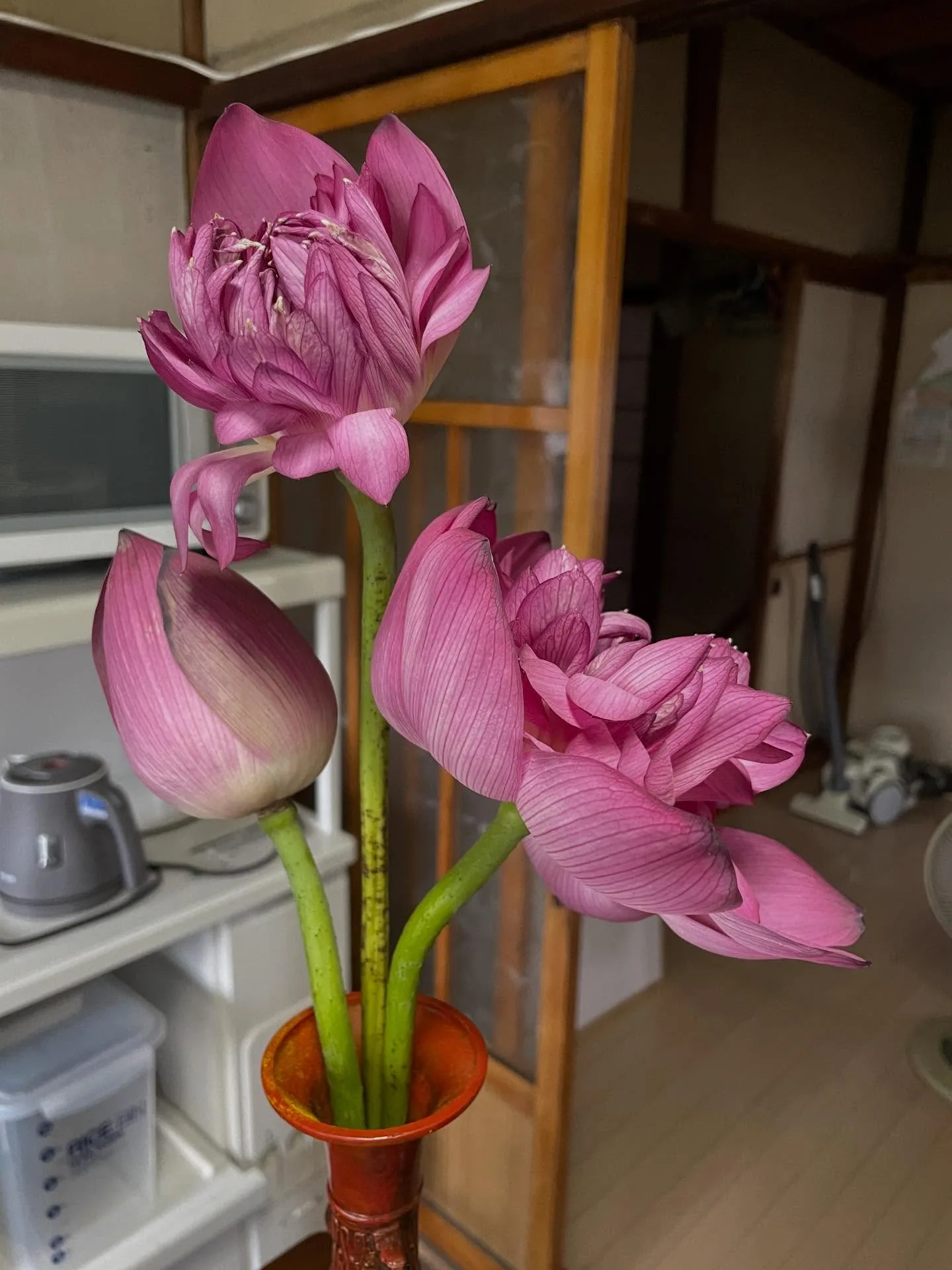 福井南越前町短居：蓮花鎮的生活、居民，與眼鏡（照片 2）