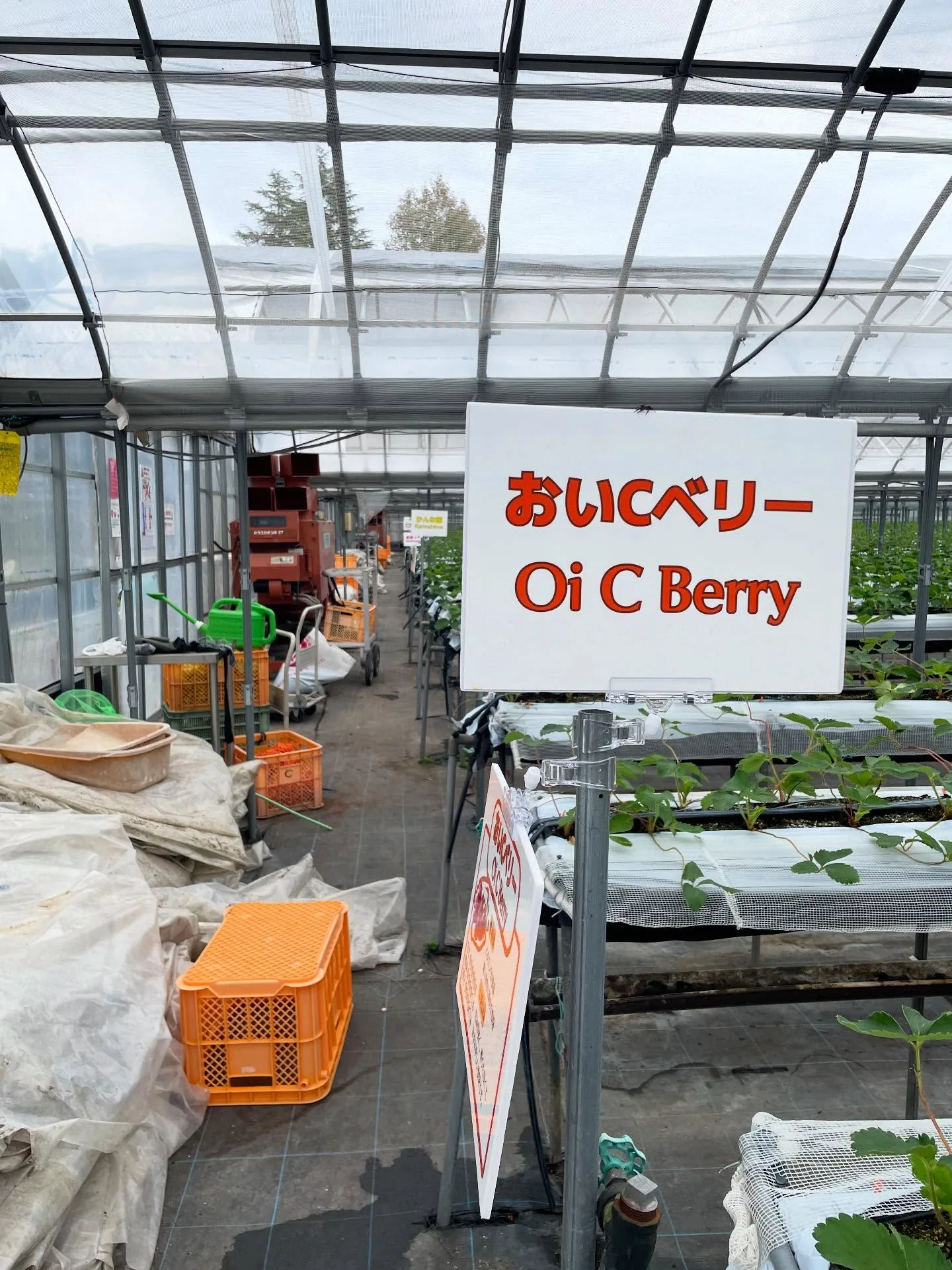 打工換宿:姬路近郊的草莓園,十月沒有草莓(照片 1)