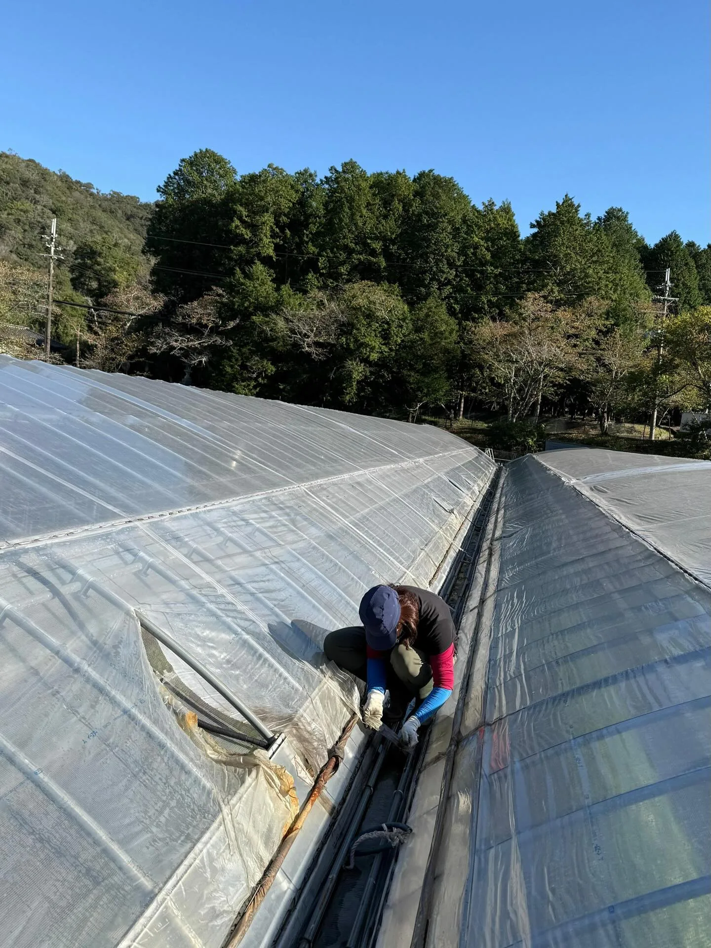 打工換宿:姬路近郊的草莓園,十月沒有草莓(照片 2)