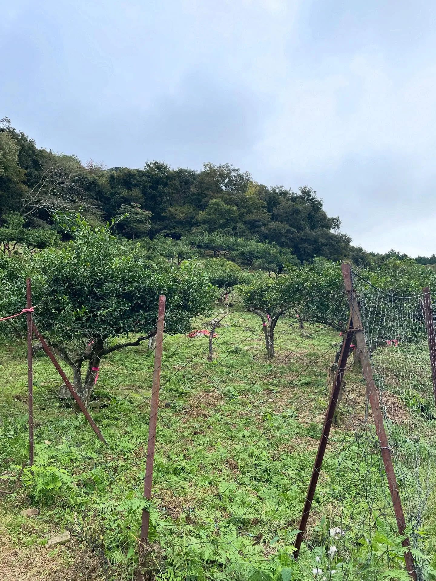 打工換宿:姬路近郊的草莓園,十月沒有草莓(照片 3)