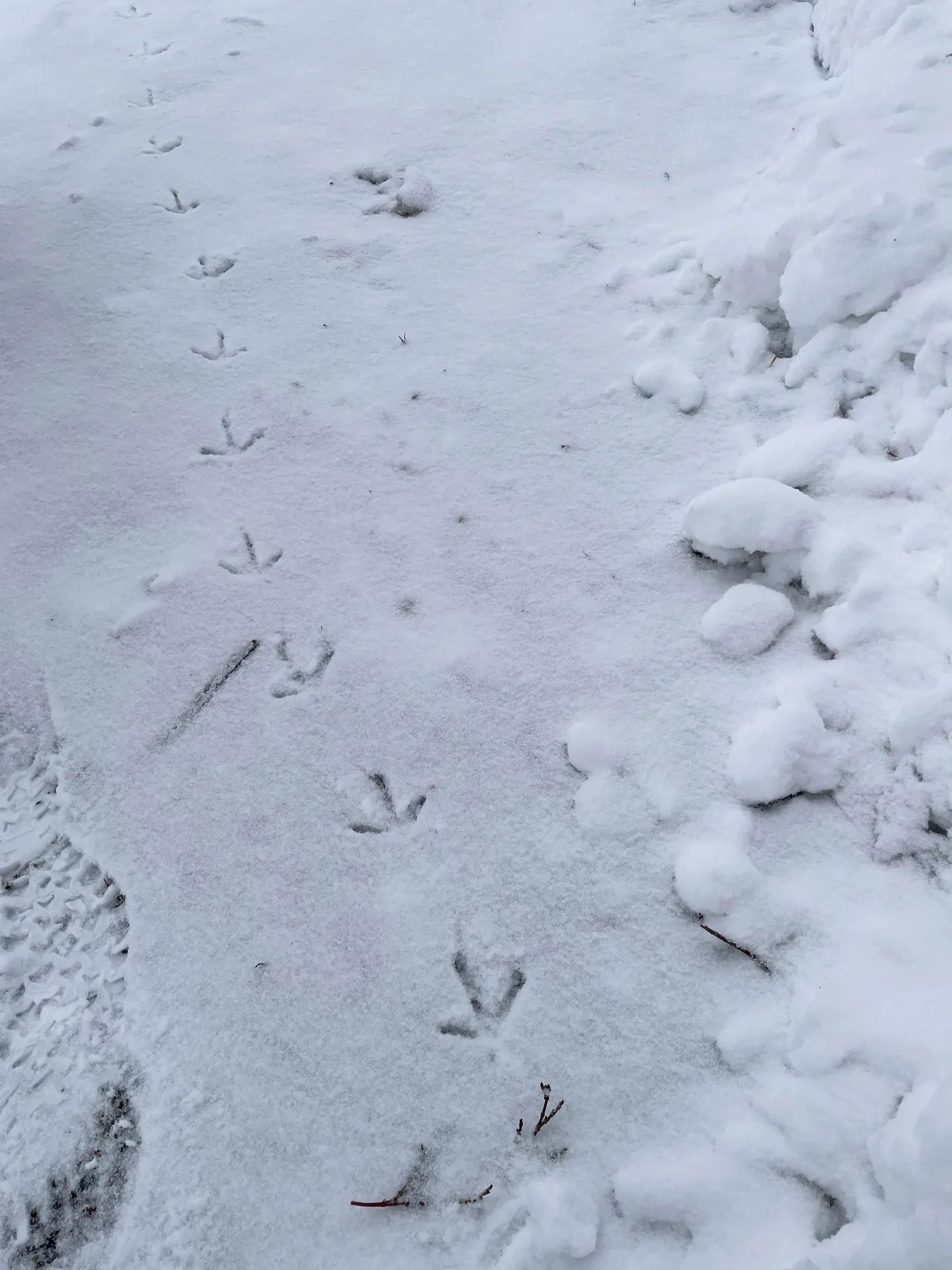 雪場旅館打工：長野菅平高原的雪國生活（照片 6）